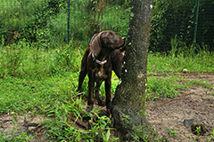 Alice the curious Brown Pointer puppy