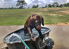 Alice - water activity ..