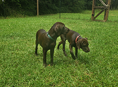 Argo at his 4 mo now