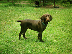 Argo at his 4 mo now