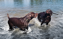 Gosha the majestic Brown Pointer father