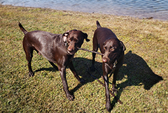 Nusha the elegant Brown Pointer mother