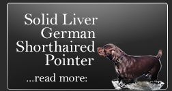 ...read more: Solid Liver German Shorthaired Pointer | Brown Pointer