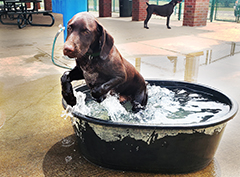 Leo at his 12 weeks...