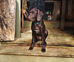 Leo | Photo July 19th .. 12 weeks