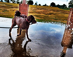 Luna playing with water hose in the dog park...!!