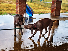 Luna with Alice splashing each other from garden hose..!!