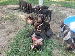 Marcus at his 3 1/2 mo now!!...wrestling with his littermates