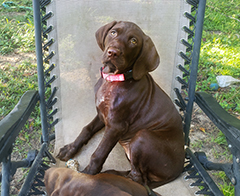 Mila posing on a chair...