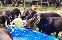 Remi, other littermates playing with stear of water..